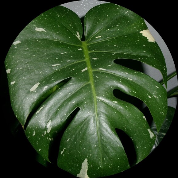 zitikii